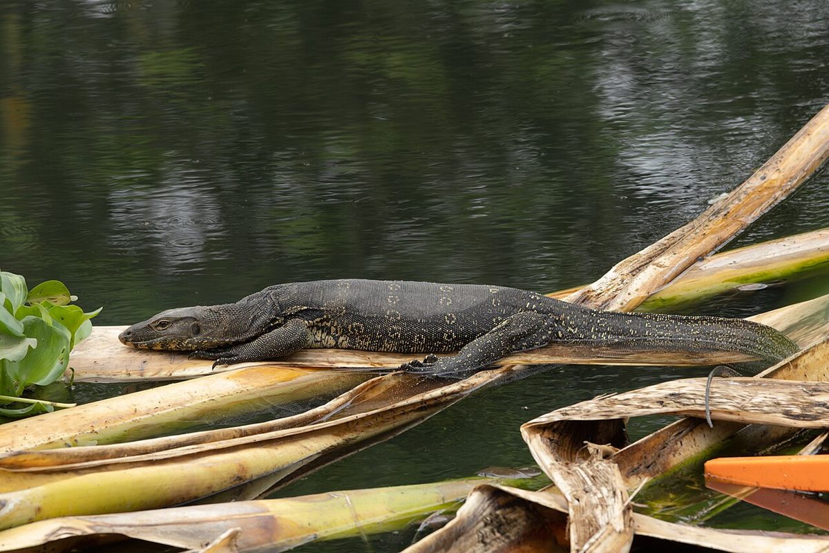 Photo of Asian Water Monitor (Varanus salvator)