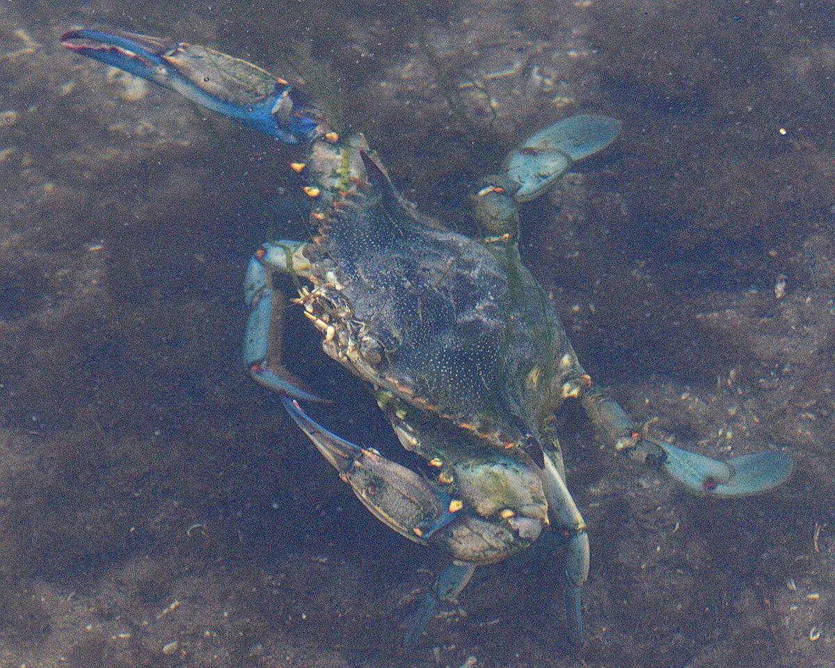 Photo of Atlantic Blue Crab (Callinectes sapidus)