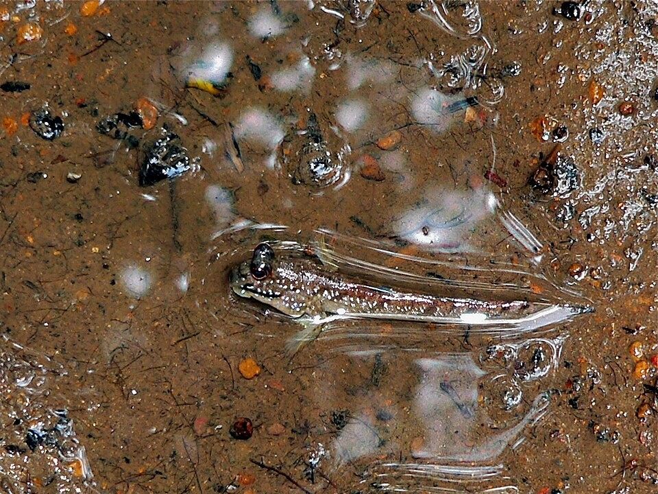 Photo of Atlantic Mudskipper (Periophthalmus barbarus)