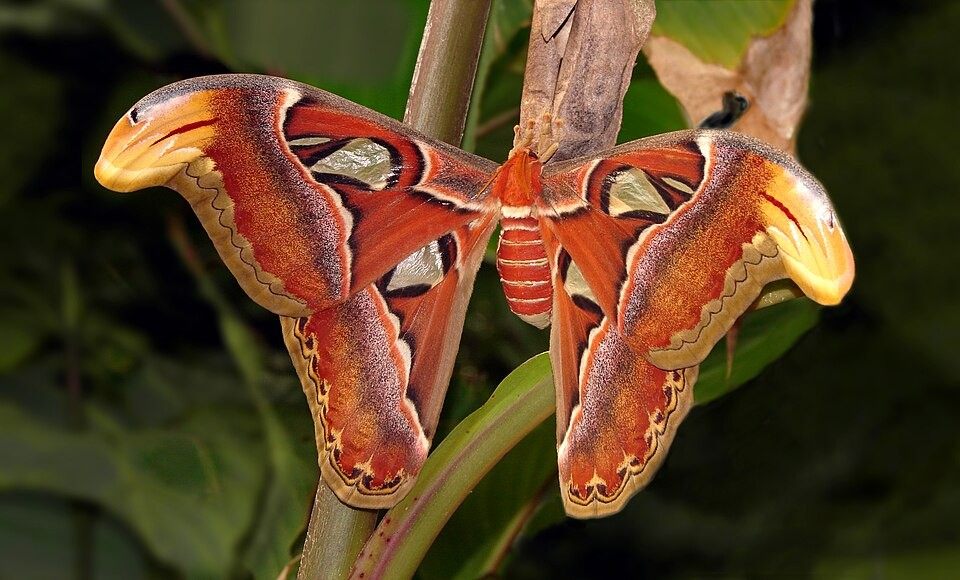 Photo of Atlas Moth (Attacus atlas)