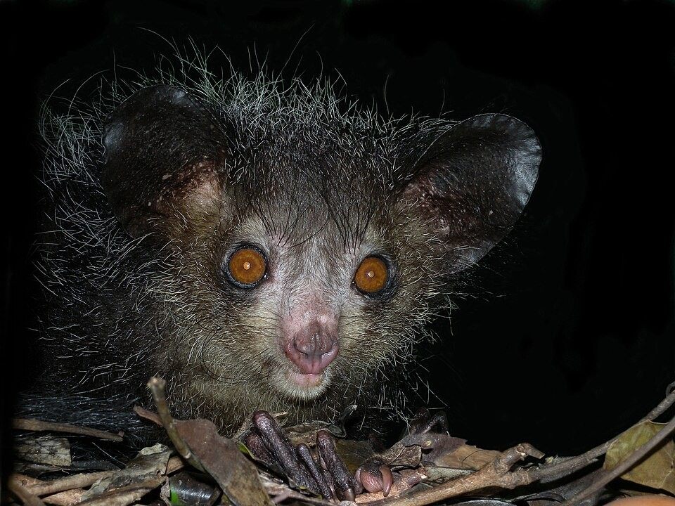 Photo of Aye-aye (Daubentonia madagascariensis)