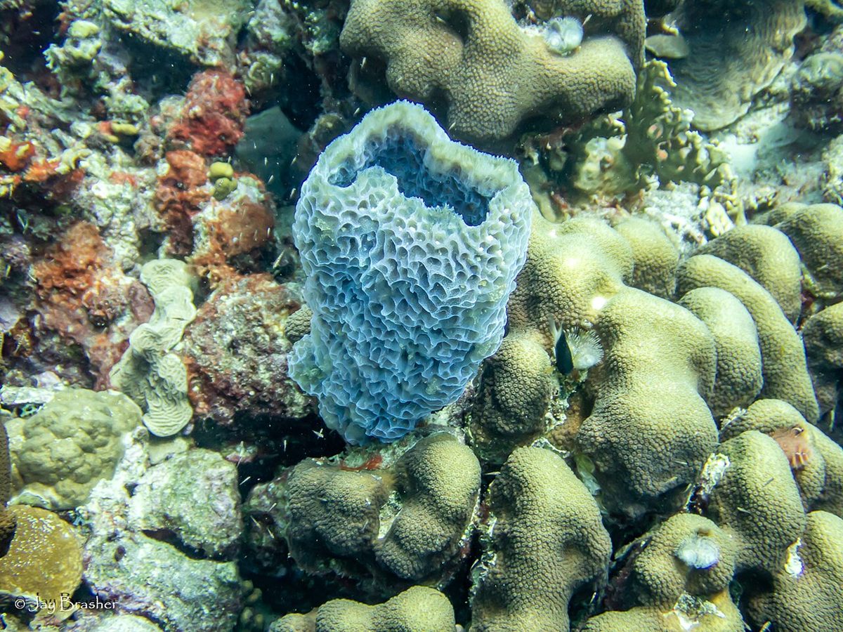 Photo of Azure Vase Sponge (Callyspongia plicifera)