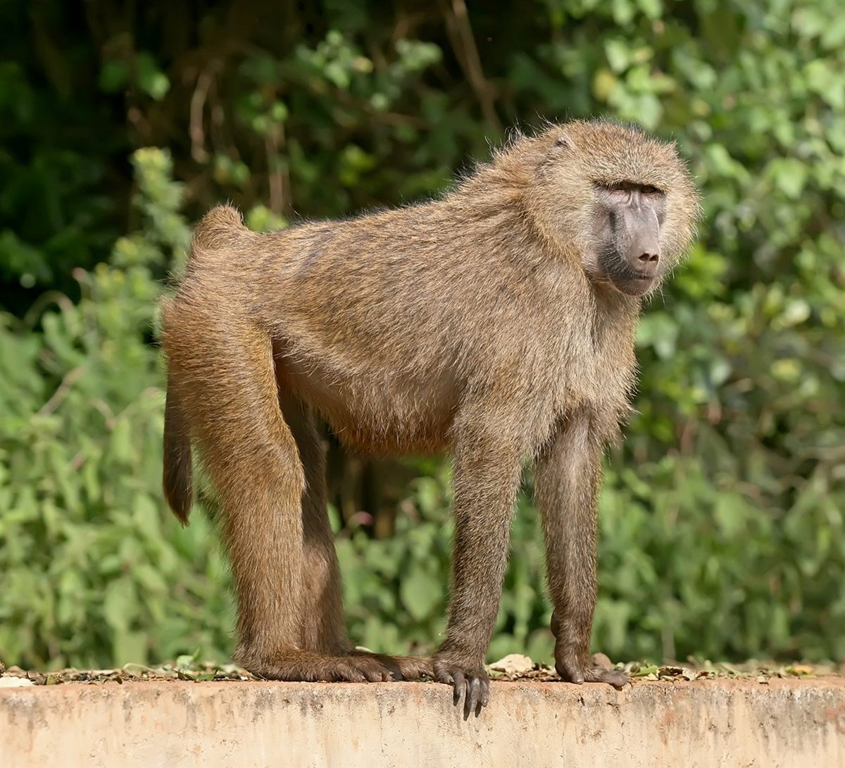 Photo of Olive Baboon (Papio anubis)