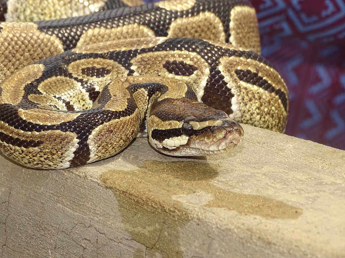 Photo of Ball Python (Python regius)