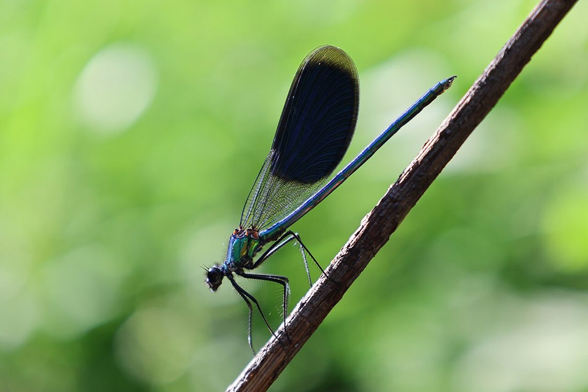 Photo of Banded Demoiselle (Calopteryx splendens)