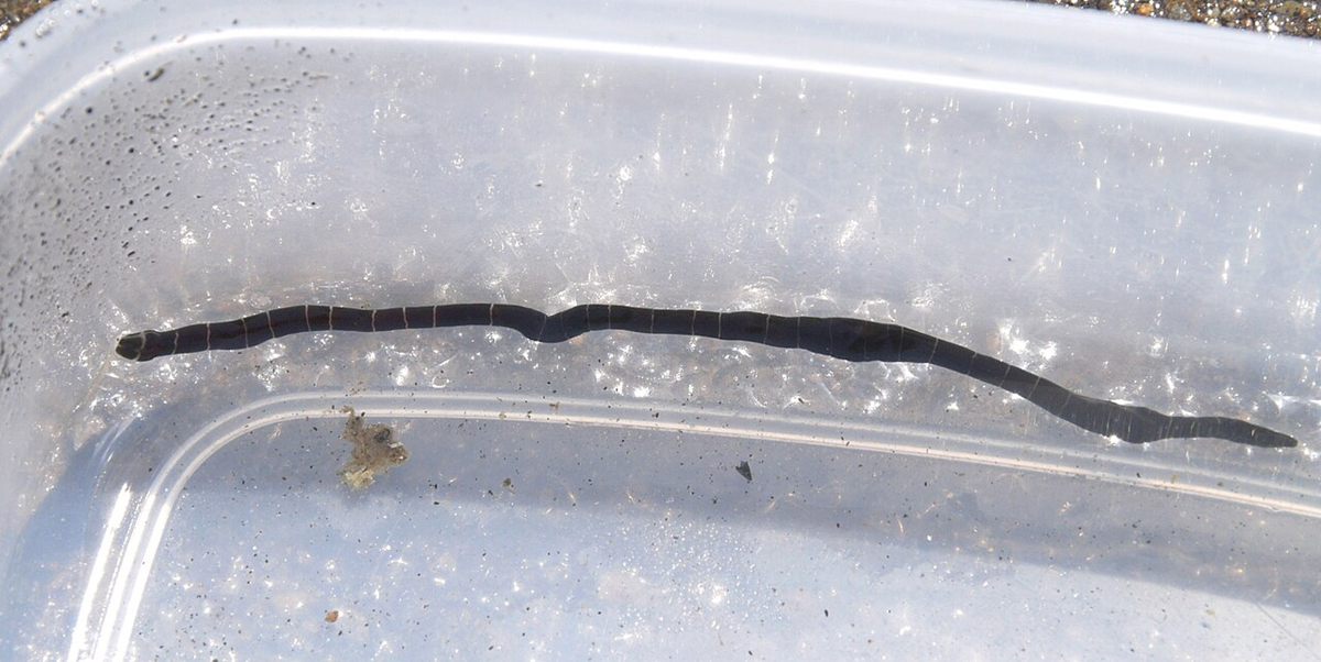 Photo of Banded Ribbon Worm (Notospermus geniculatus)