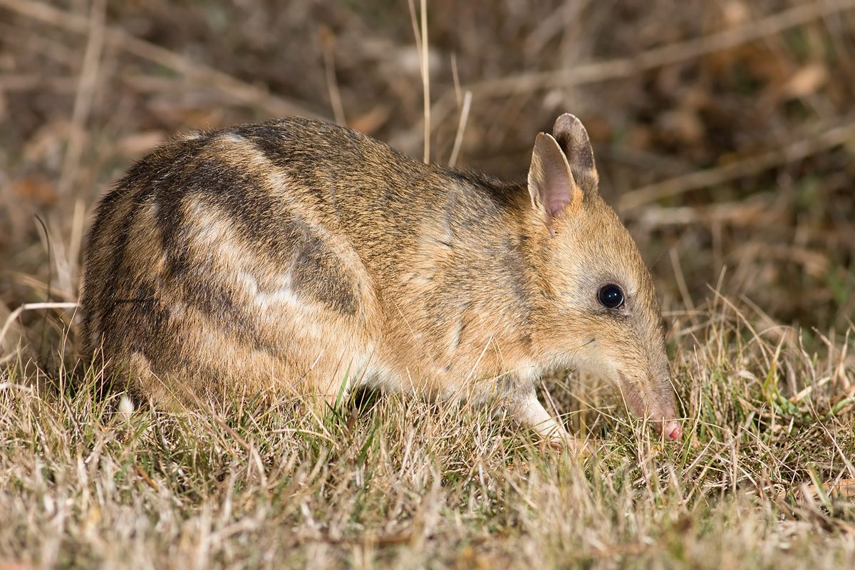 Photo of Eastern Barred Bandicoot (Perameles gunnii)