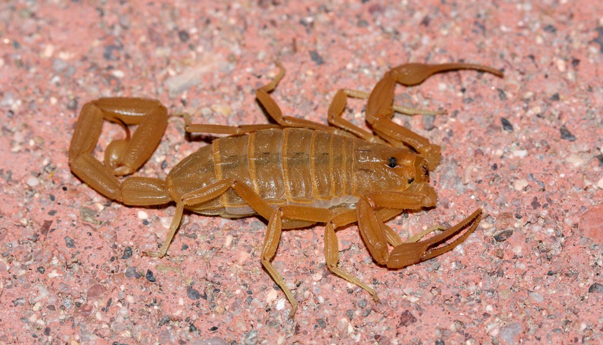 Photo of Arizona Bark Scorpion (Centruroides sculpturatus)