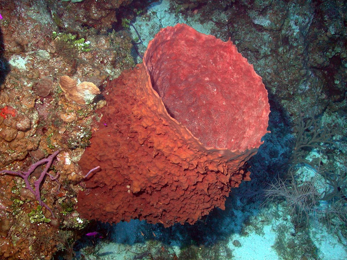 Photo of Giant Barrel Sponge (Xestospongia muta)