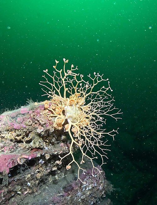 Photo of Basket Star (Gorgonocephalus caputmedusae)