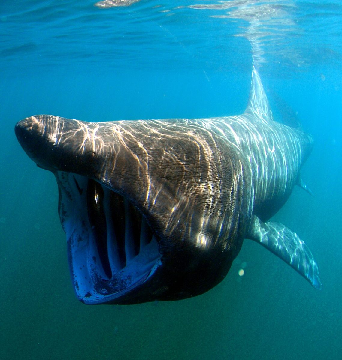 Photo of Basking Shark (Cetorhinus maximus)