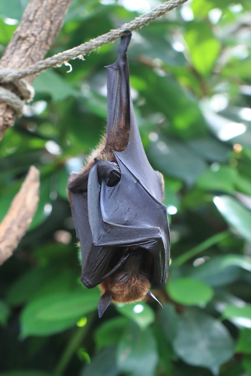 Photo of Large Flying Fox (Pteropus vampyrus)