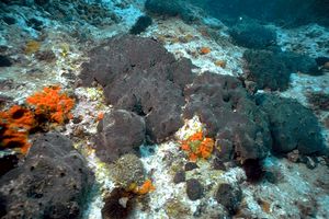 Photo of Bath Sponge (Spongia officinalis)