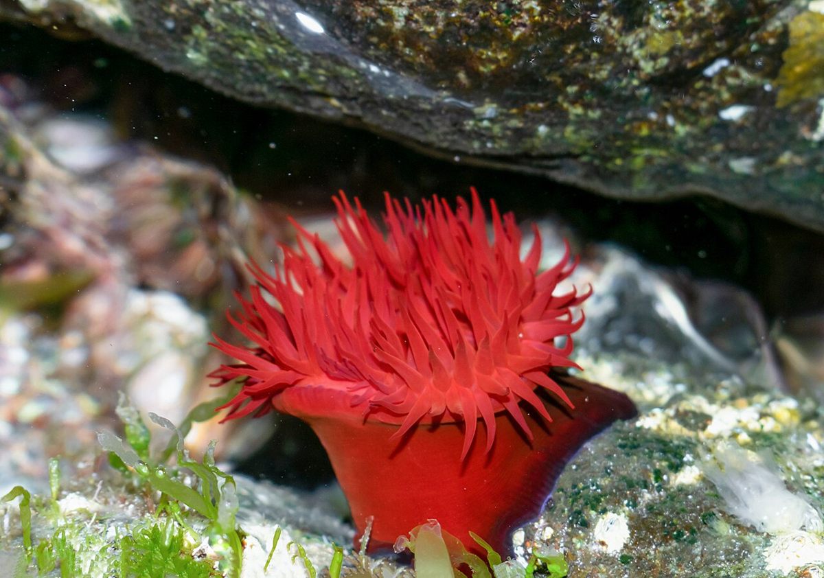 Photo of Beadlet Anemone (Actinia equina)