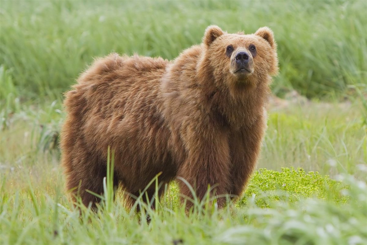 Photo of Grizzly Bear (Ursus arctos horribilis)