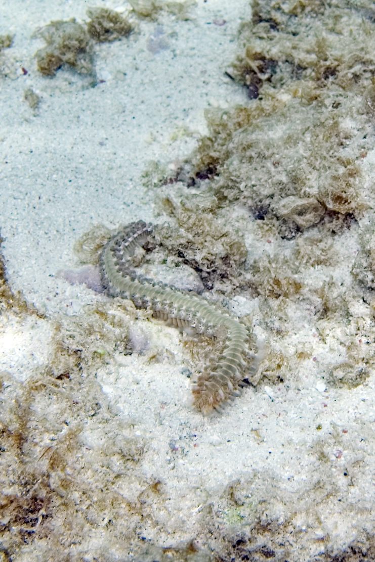 Photo of Bearded Fireworm (Hermodice carunculata)