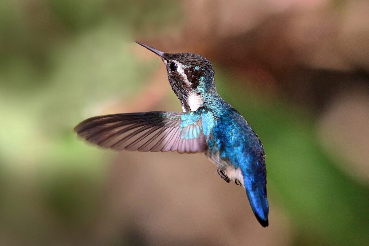 Photo of Bee Hummingbird (Mellisuga helenae)