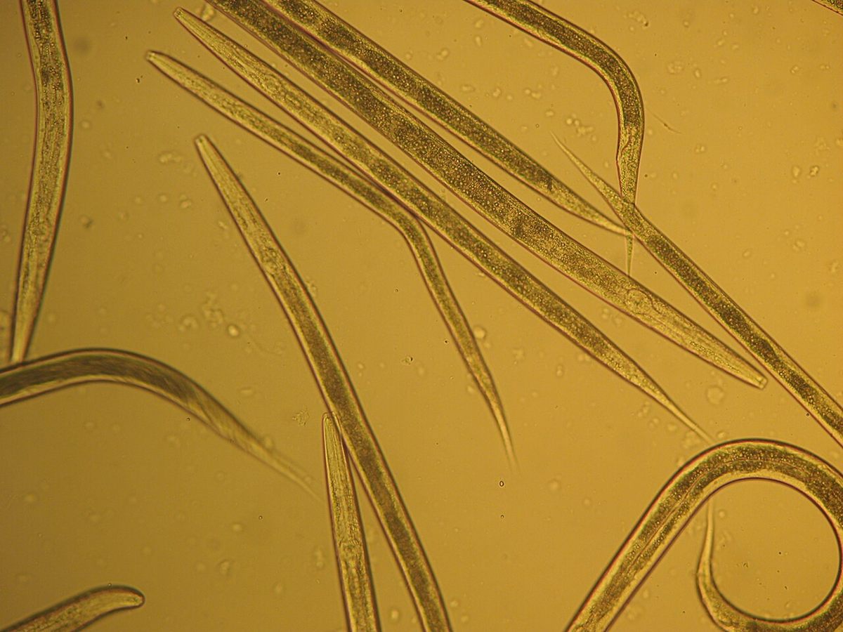 Photo of Beer Mat Nematode (Panagrellus redivivus)