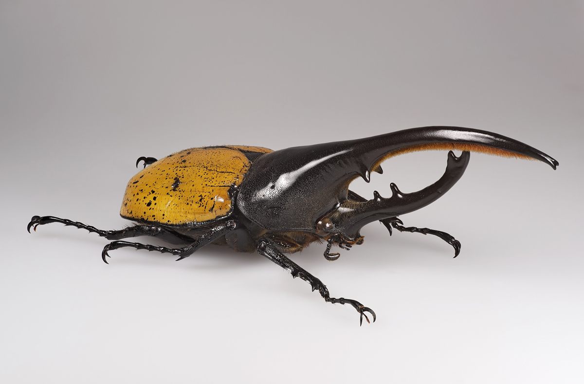 Photo of Hercules Beetle (Dynastes hercules)