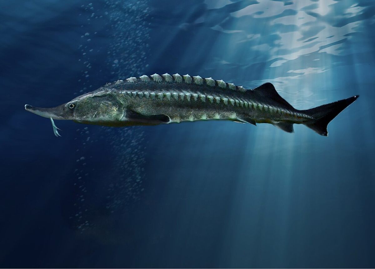 Photo of Beluga Sturgeon (Huso huso)