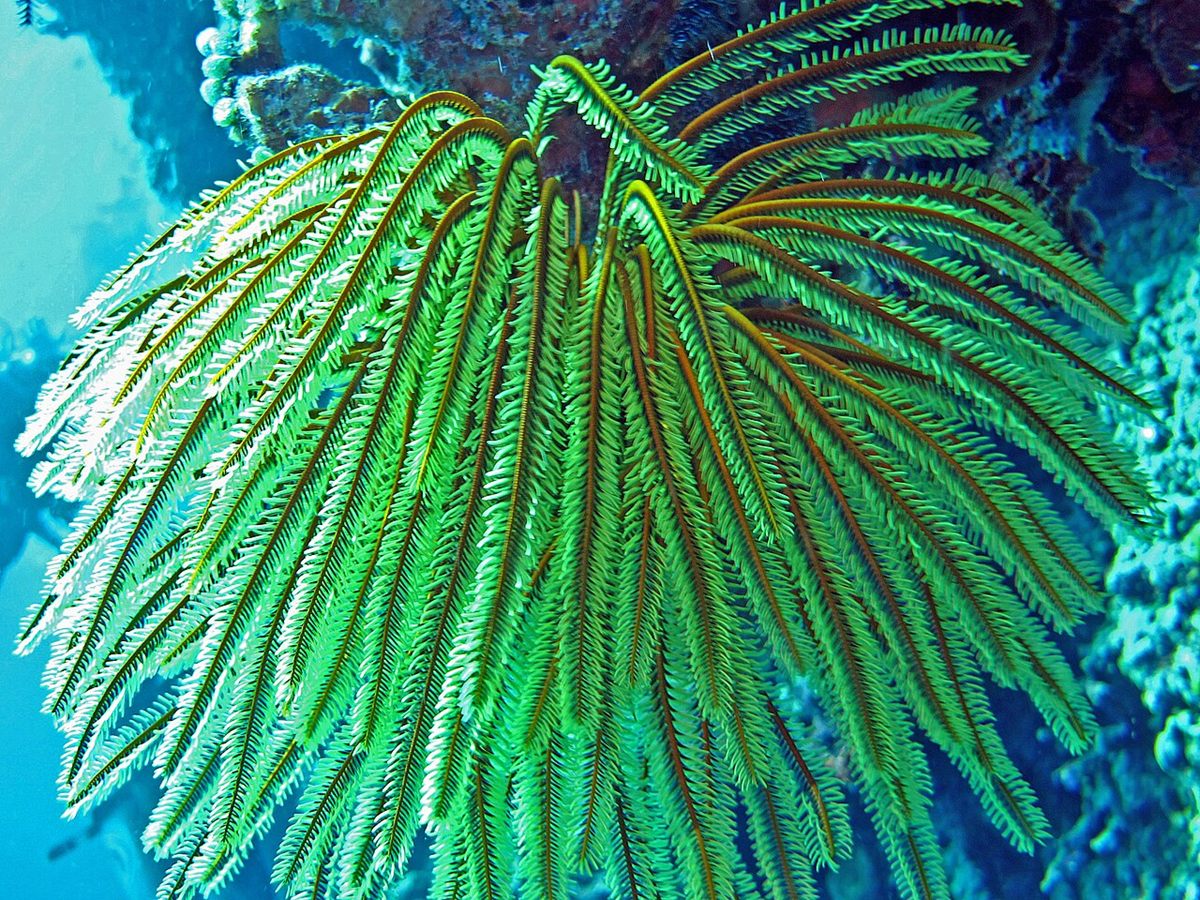 Photo of Bennett's Feather Star (Oxycomanthus bennetti)