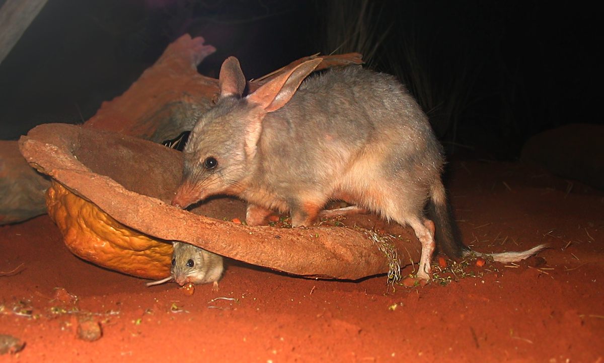 Photo of Greater Bilby (Macrotis lagotis)