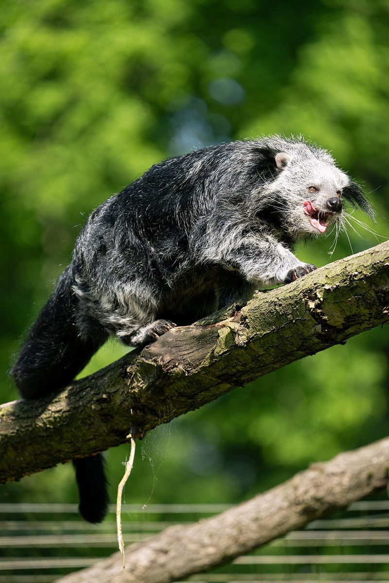 Photo of Binturong (Arctictis binturong)