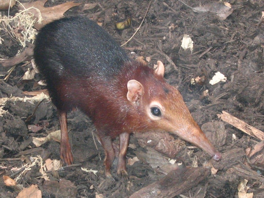 Photo of Black and Rufous Sengi (Rhynchocyon petersi)