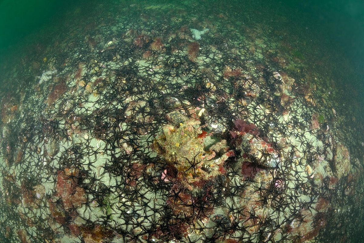 Photo of Black Brittle Star (Ophiocomina nigra)