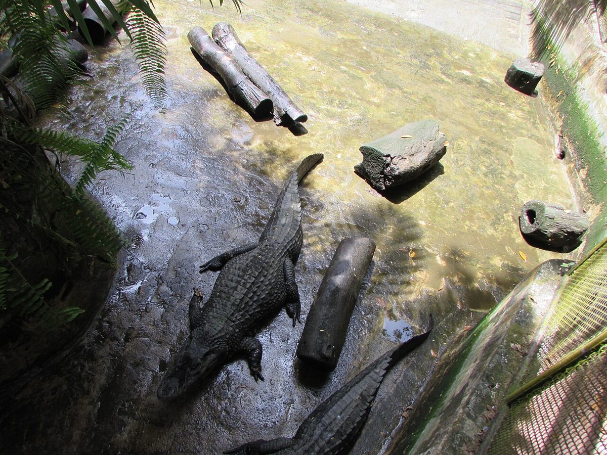 Photo of Black Caiman (Melanosuchus niger)