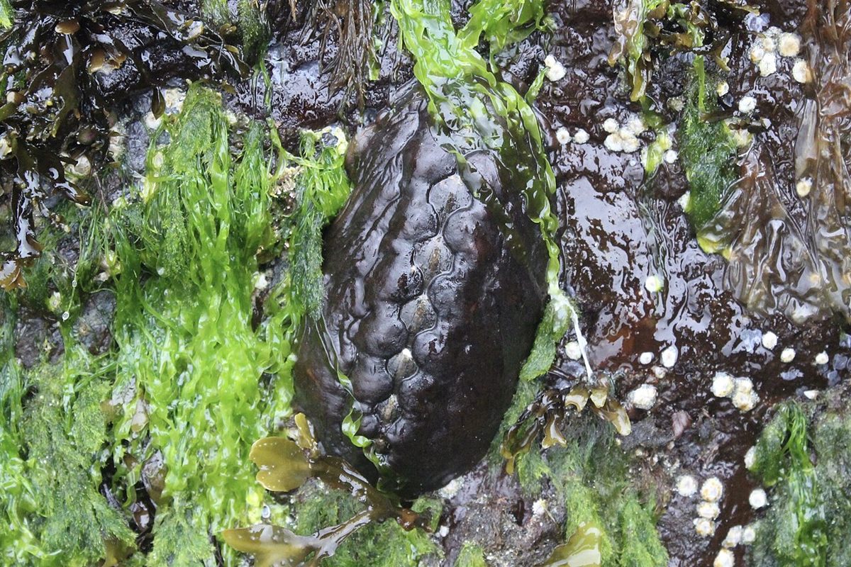 Photo of Black Katy Chiton (Katharina tunicata)