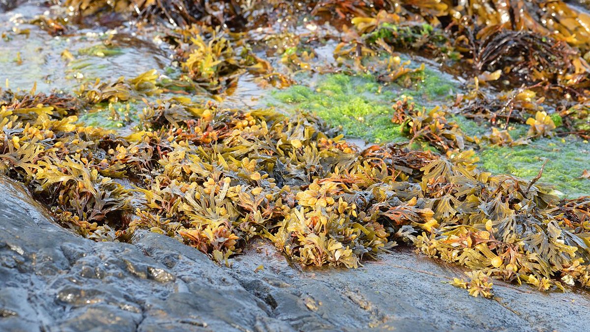 Photo of Bladderwrack (Fucus vesiculosus)