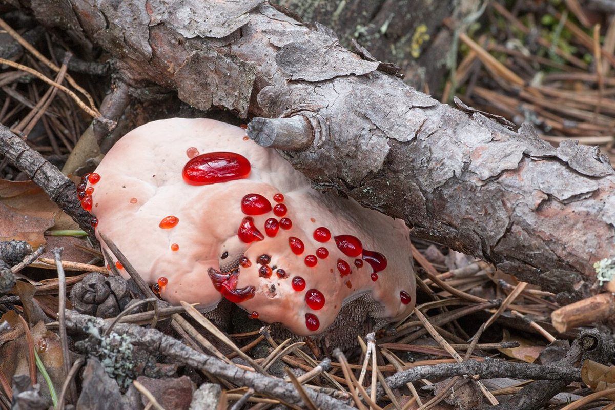 Photo of Bleeding Tooth Fungus (Hydnellum peckii)