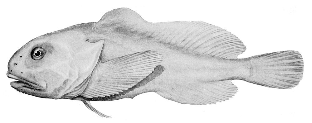 Scientific illustration of Blobfish (Psychrolutes marcidus)