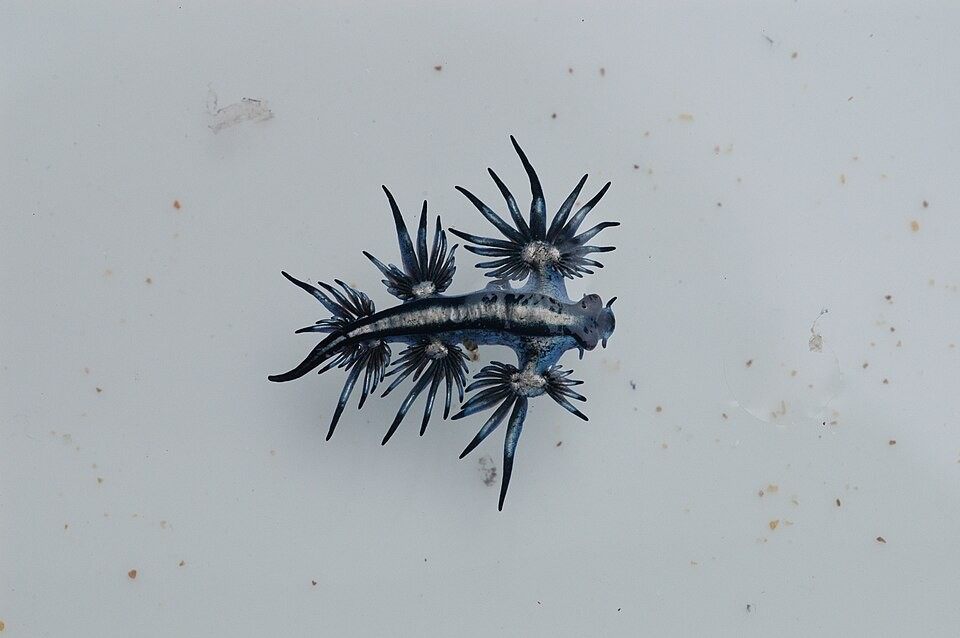 Photo of Blue Dragon Sea Slug (Glaucus atlanticus)