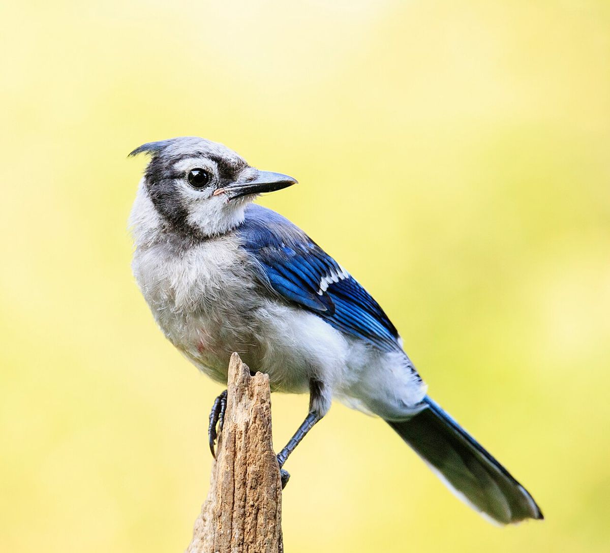 Photo of Blue Jay (Cyanocitta cristata)