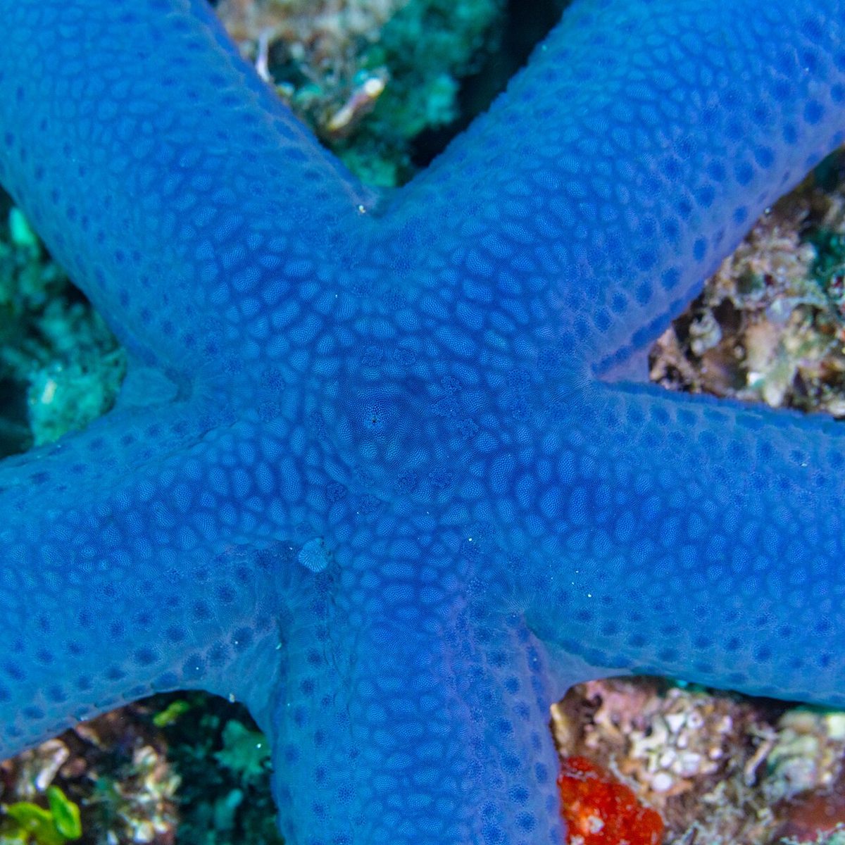 Photo of Blue Linckia (Linckia laevigata)