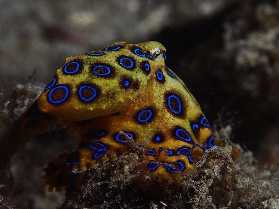 Photo of Greater Blue-ringed Octopus (Hapalochlaena lunulata)