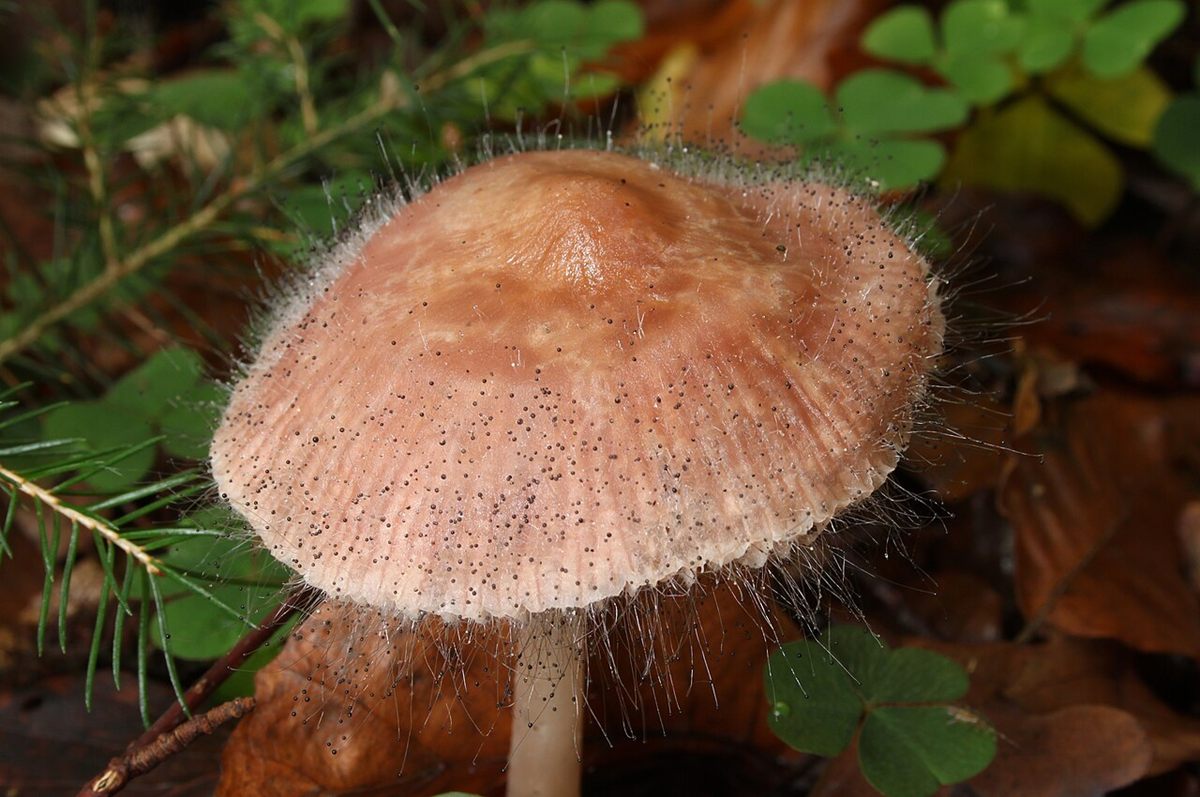 Photo of Bonnet Mold (Spinellus fusiger)