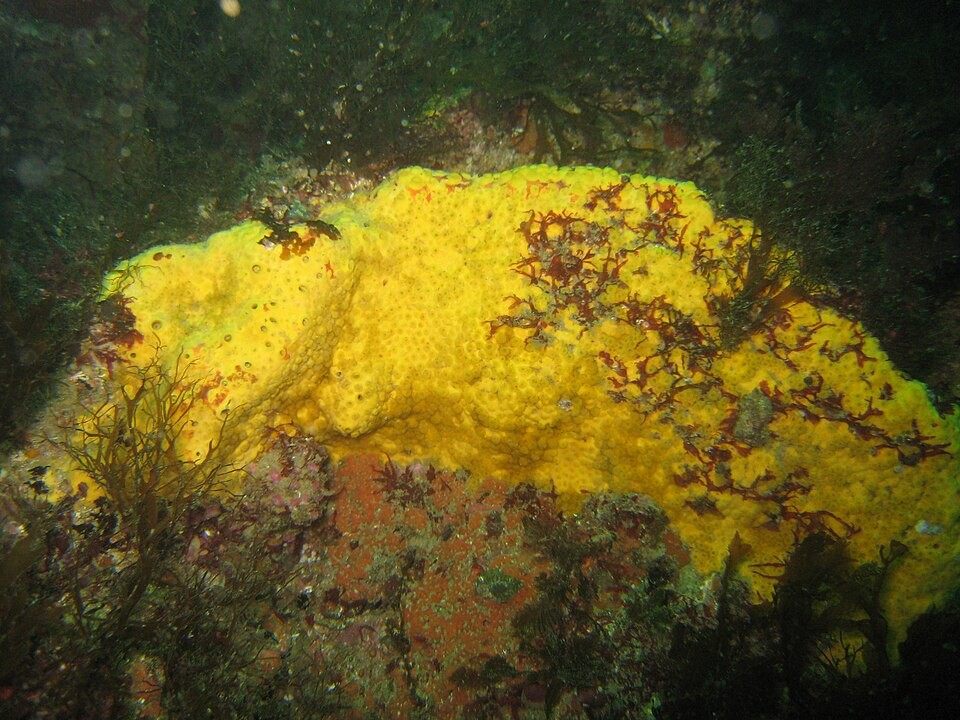 Photo of Yellow Boring Sponge (Cliona celata)