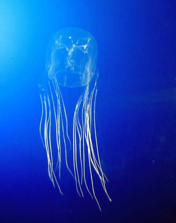 Photo of Sea Wasp Box Jellyfish (Chironex fleckeri)