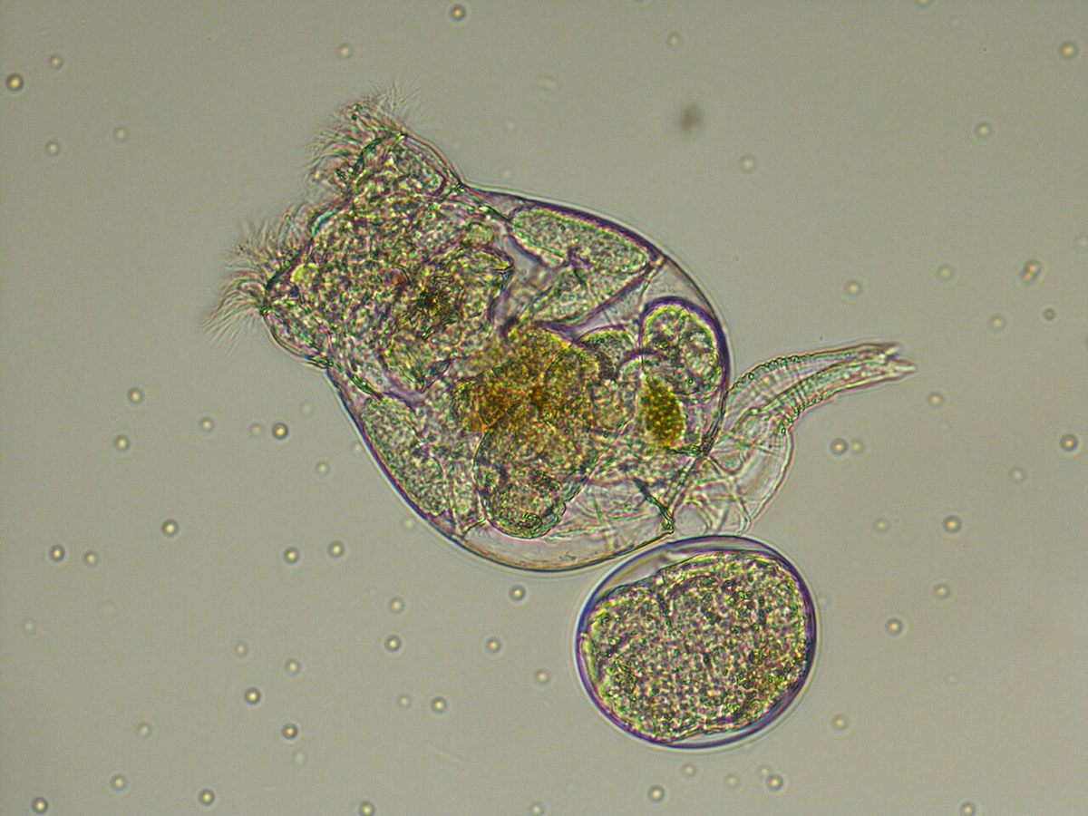 Photo of Saltwater Wheel Rotifer (Brachionus plicatilis)