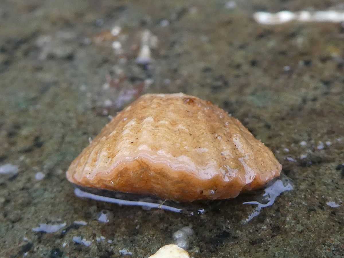 Photo of Transverse Lamp Shell (Terebratalia transversa)