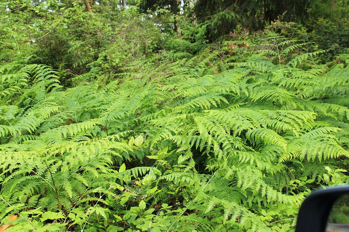 Photo of Bracken (Pteridium aquilinum)