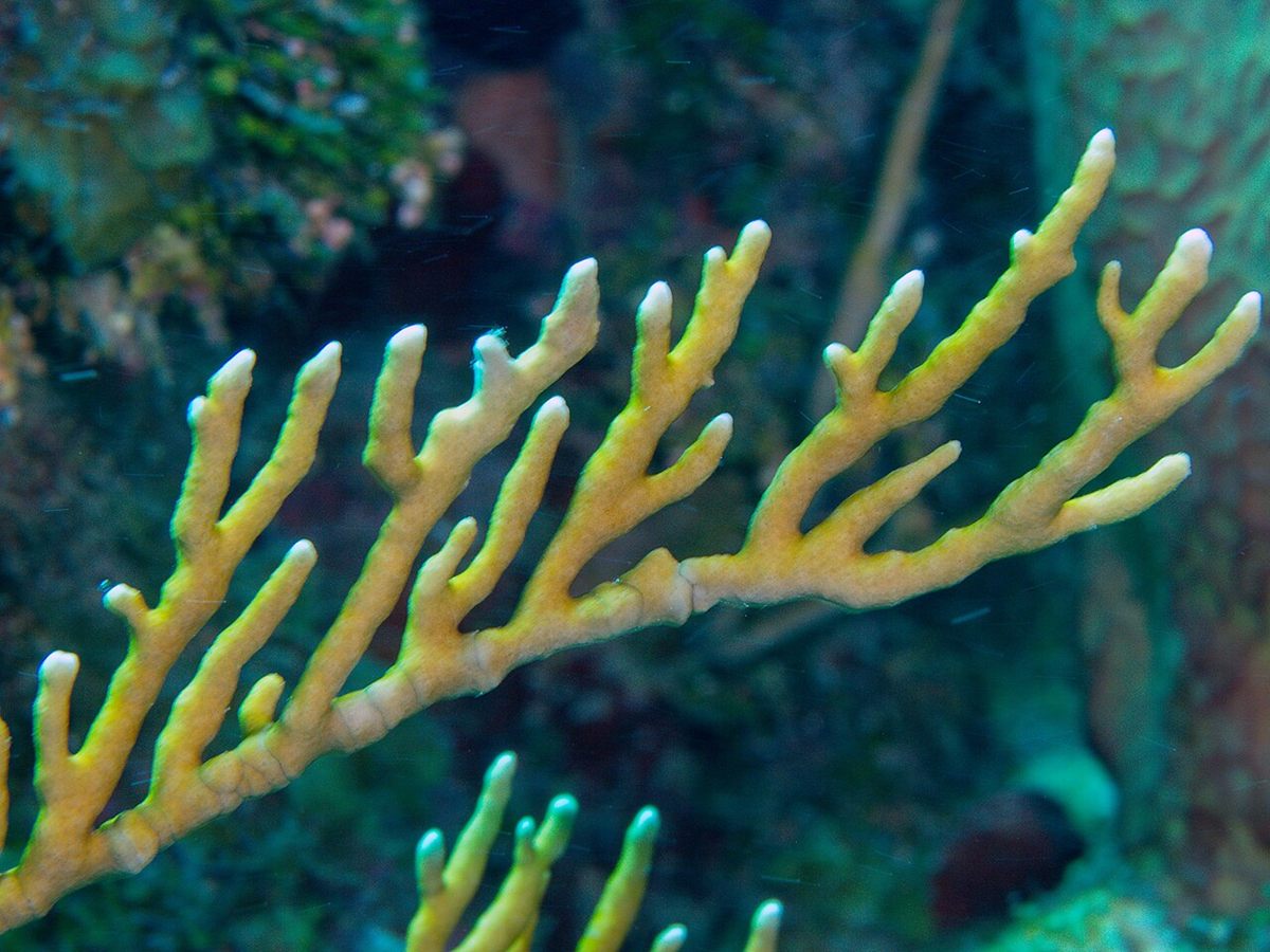 Photo of Branching Fire Coral (Millepora alcicornis)