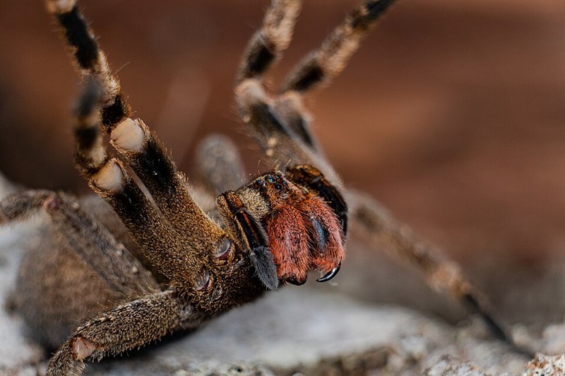 Photo of Brazilian Wandering Spider (Phoneutria nigriventer)