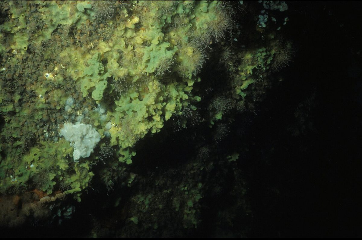 Photo of Breadcrumb Sponge (Halichondria panicea)