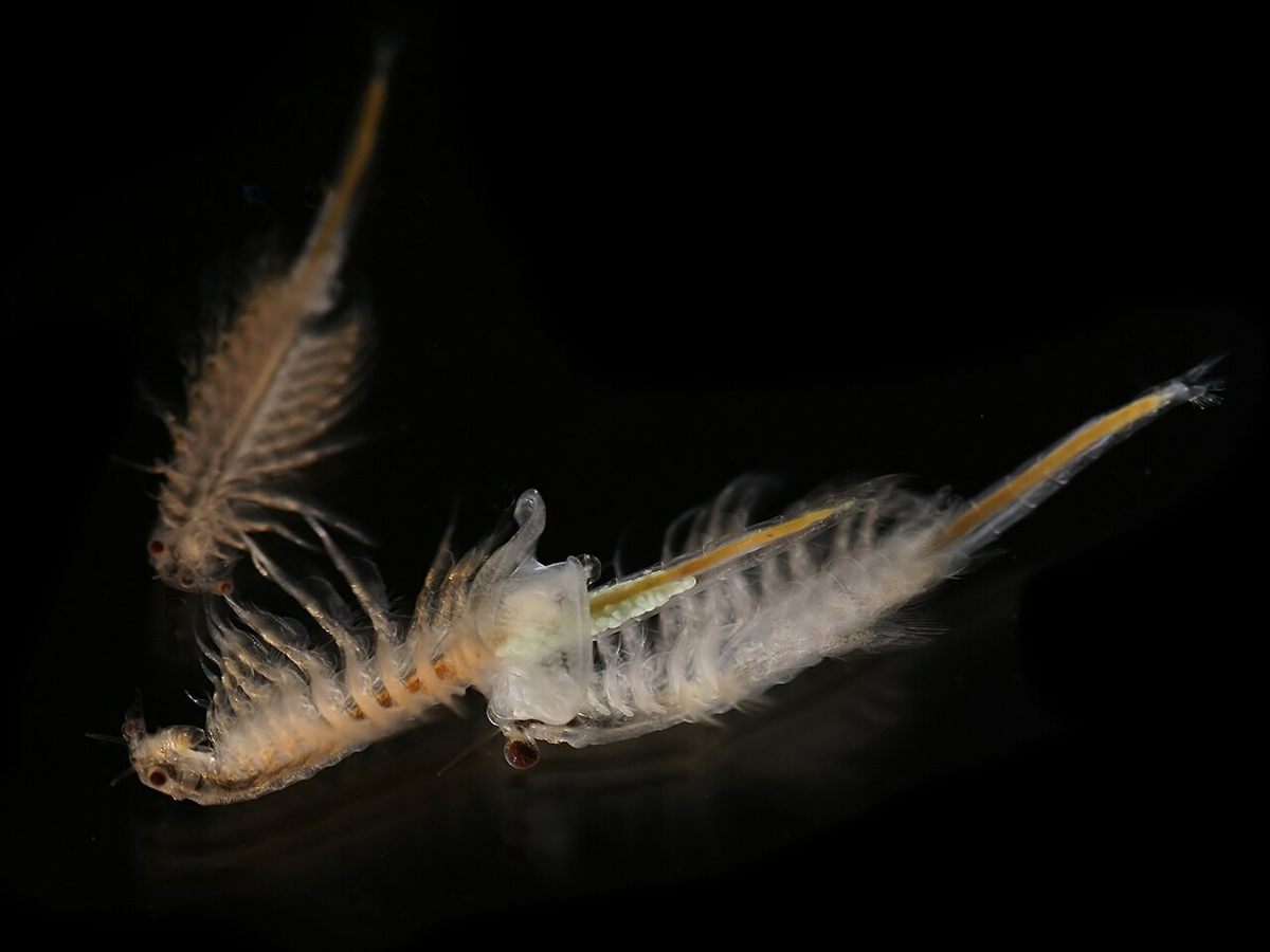 Photo of Brine Shrimp (Artemia salina)
