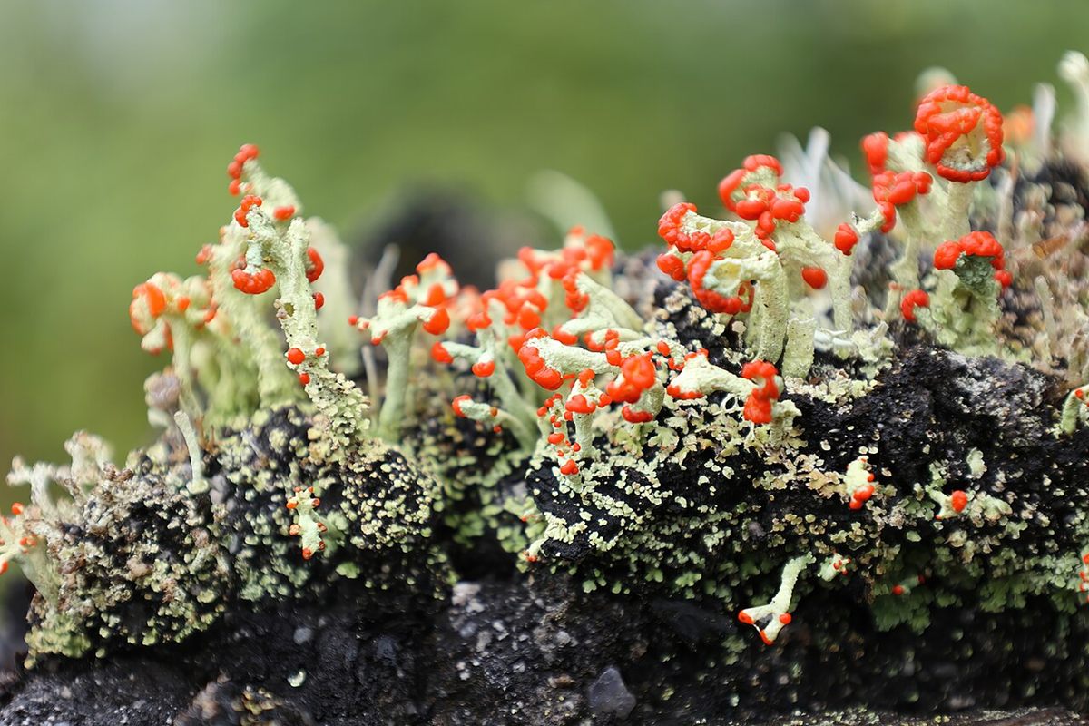Photo of British Soldiers Lichen (Cladonia cristatella)