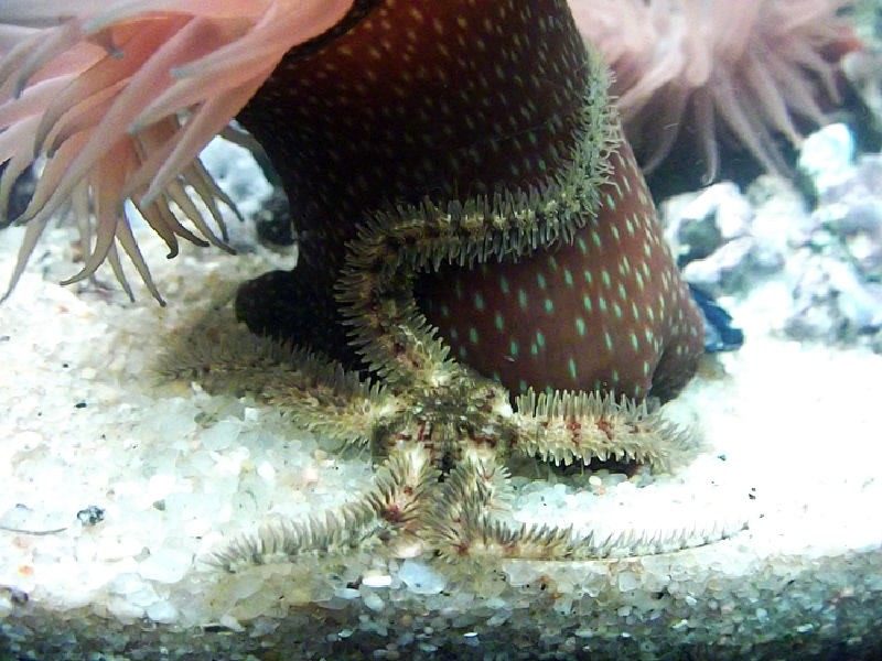 Photo of Common Brittle Star (Ophiothrix fragilis)